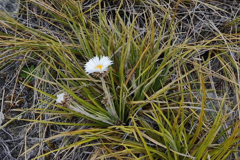 Celmisia lyallii photo 6