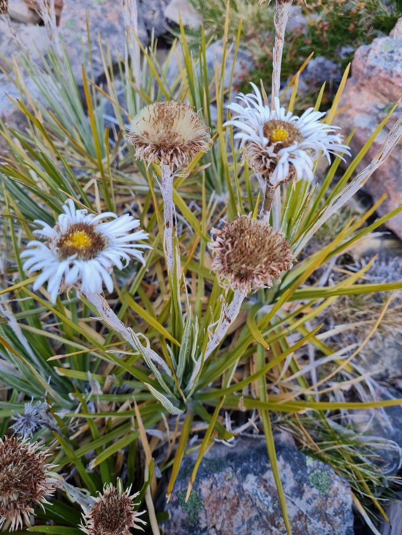 Celmisia lyallii photo 8