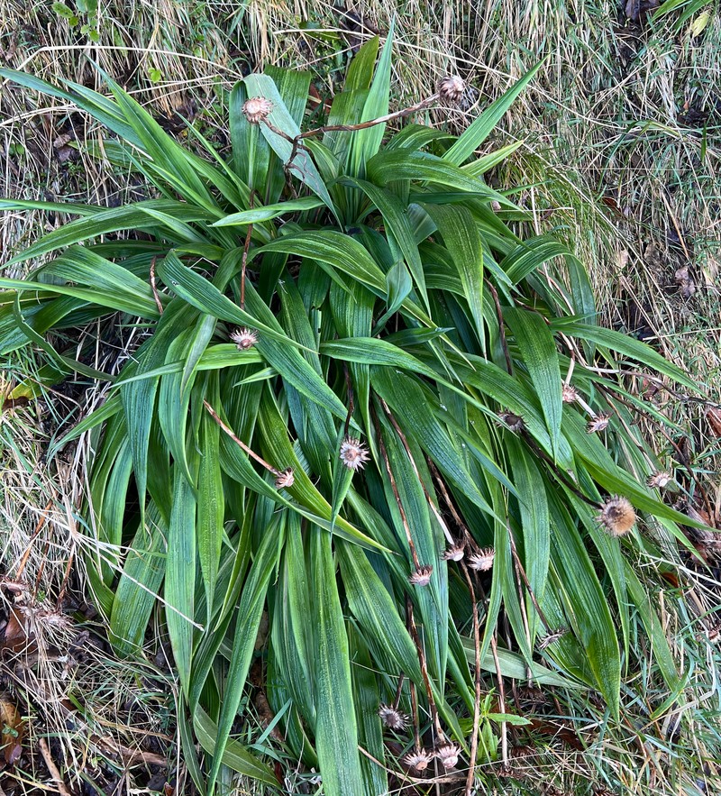 Celmisia mackaui