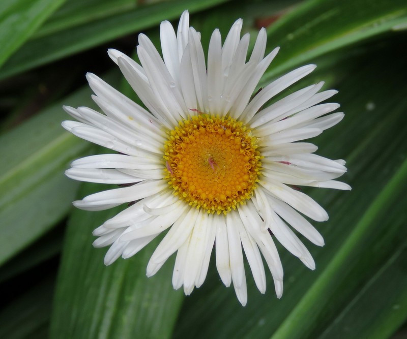 Celmisia mackaui photo 2