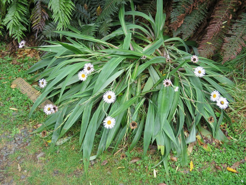 Celmisia mackaui photo 3