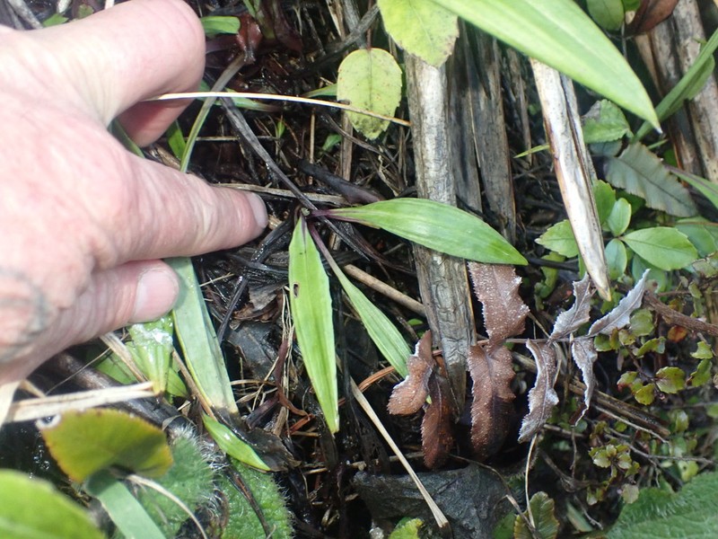 Celmisia mackaui photo 5