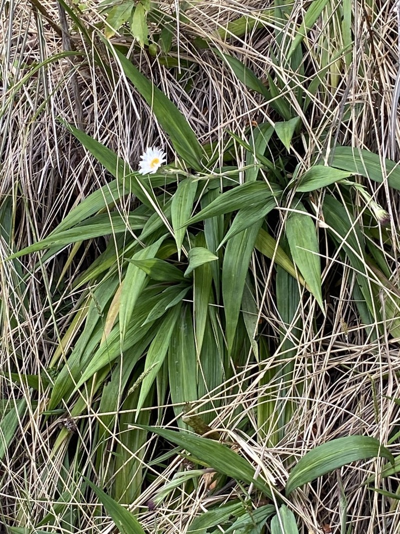 Celmisia mackaui photo 6