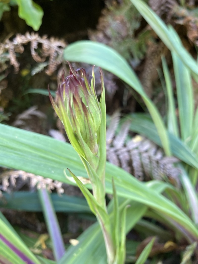 Celmisia mackaui photo 7