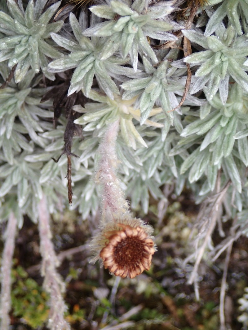 Celmisia macmahonii photo 2