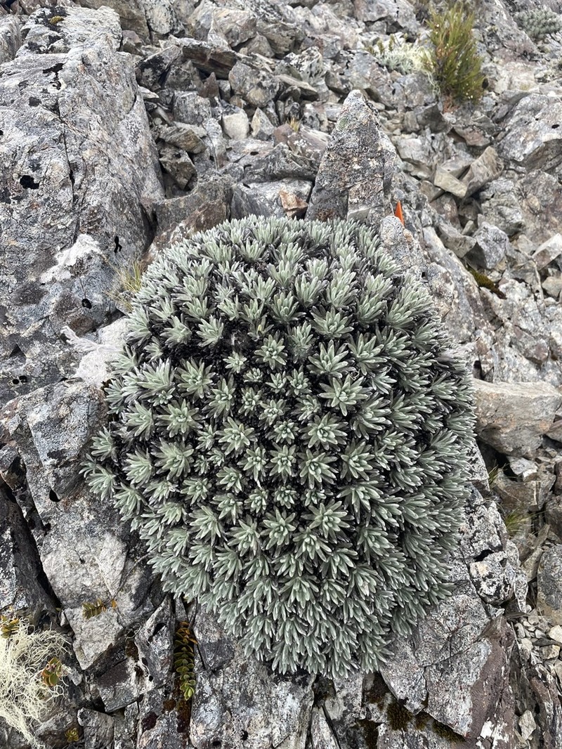 Celmisia macmahonii photo 3