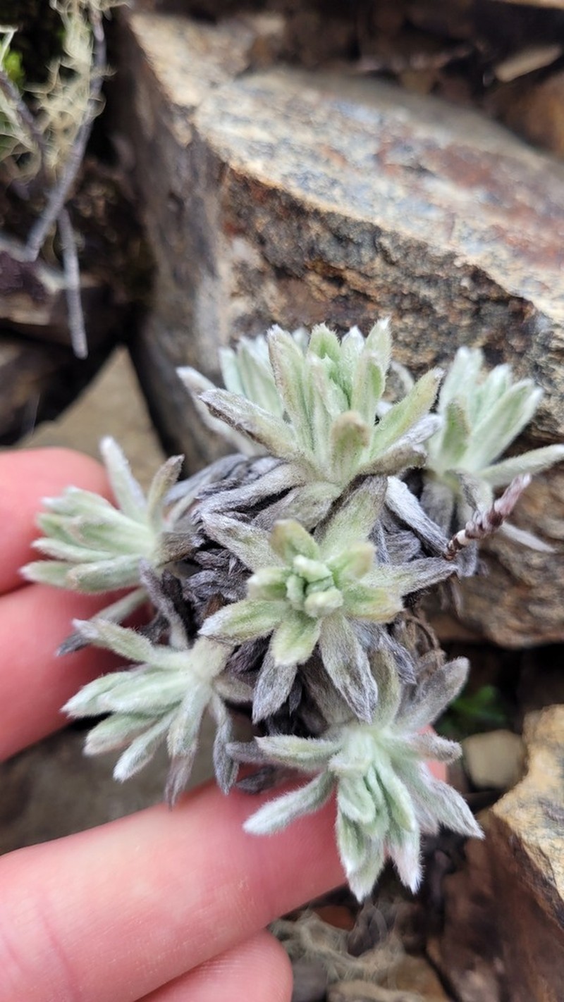 Celmisia macmahonii photo 4