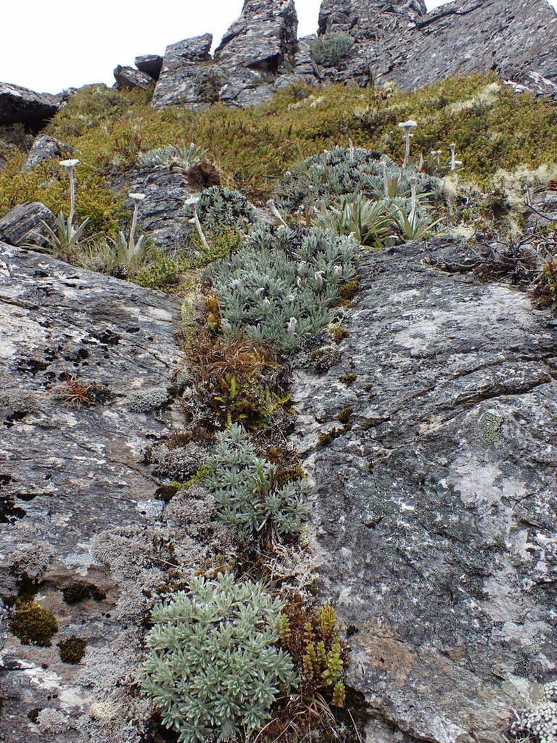 Celmisia macmahonii photo 5