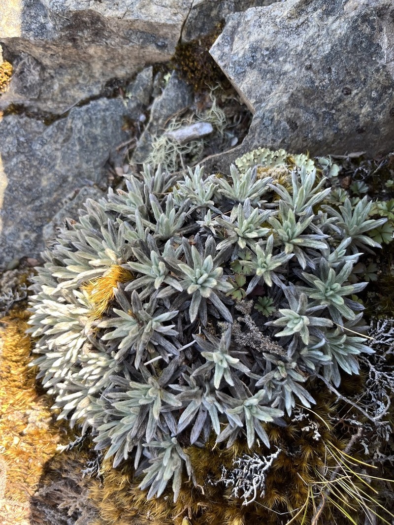 Celmisia macmahonii photo 7