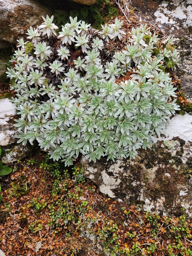 Celmisia macmahonii photo 8