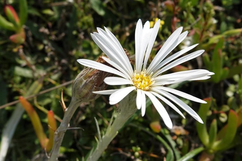 Celmisia major photo 5