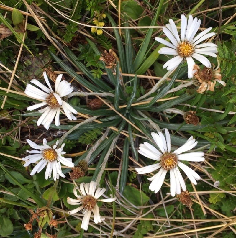 Celmisia major photo 6