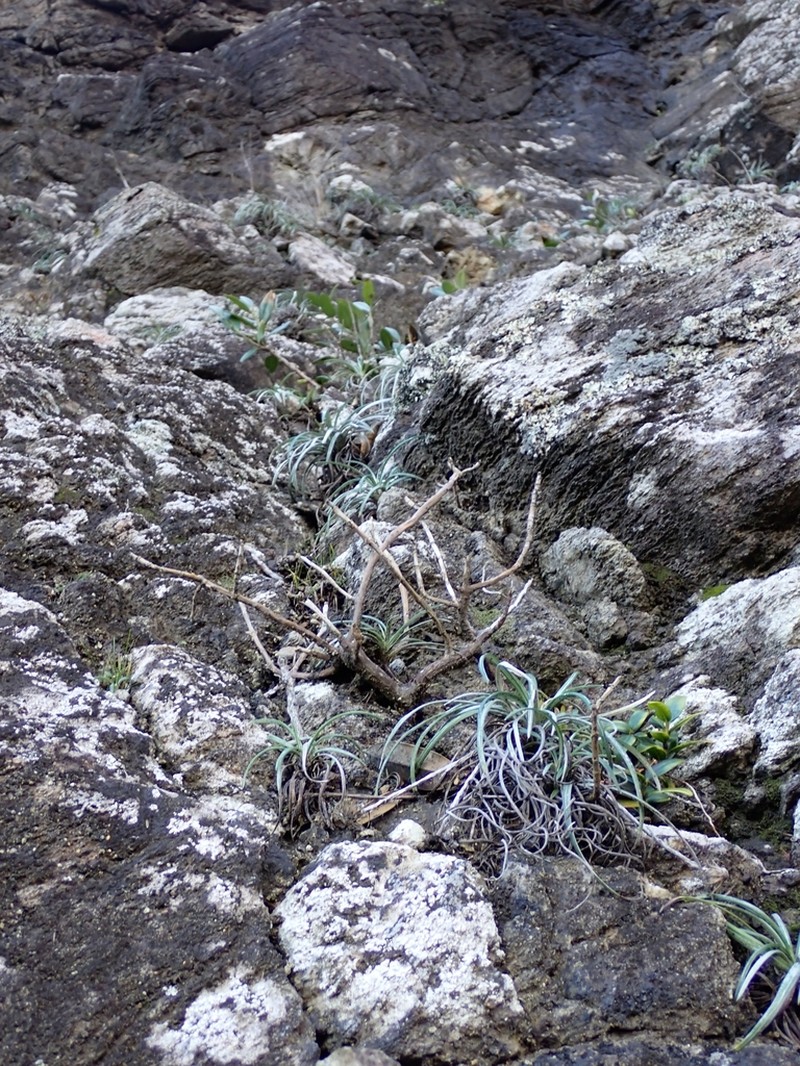 Celmisia major photo 7