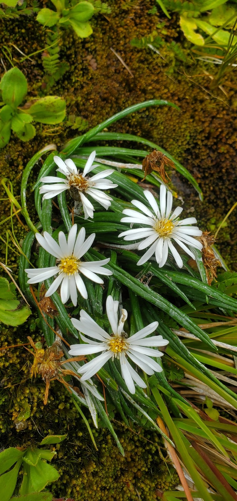 Celmisia major var. brevis photo 6