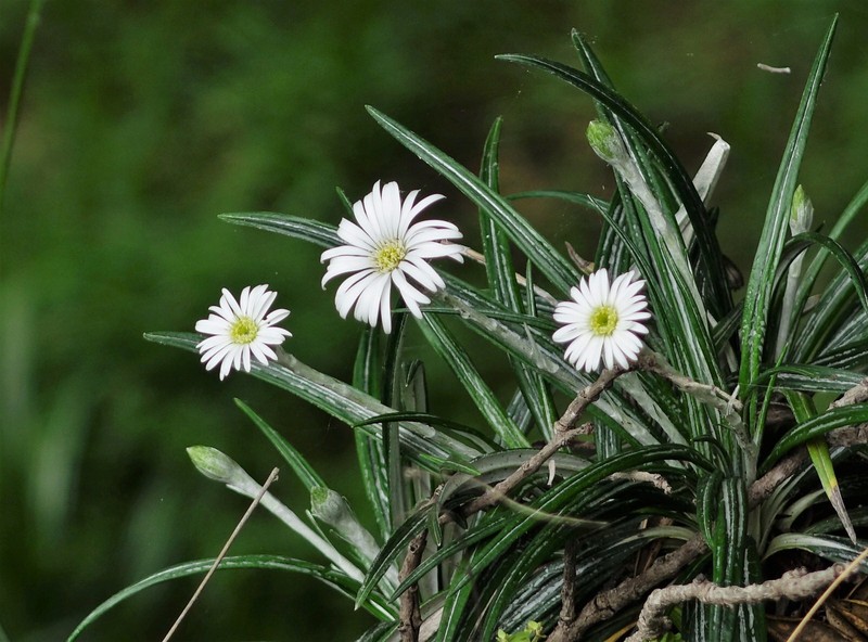 Celmisia major var. major