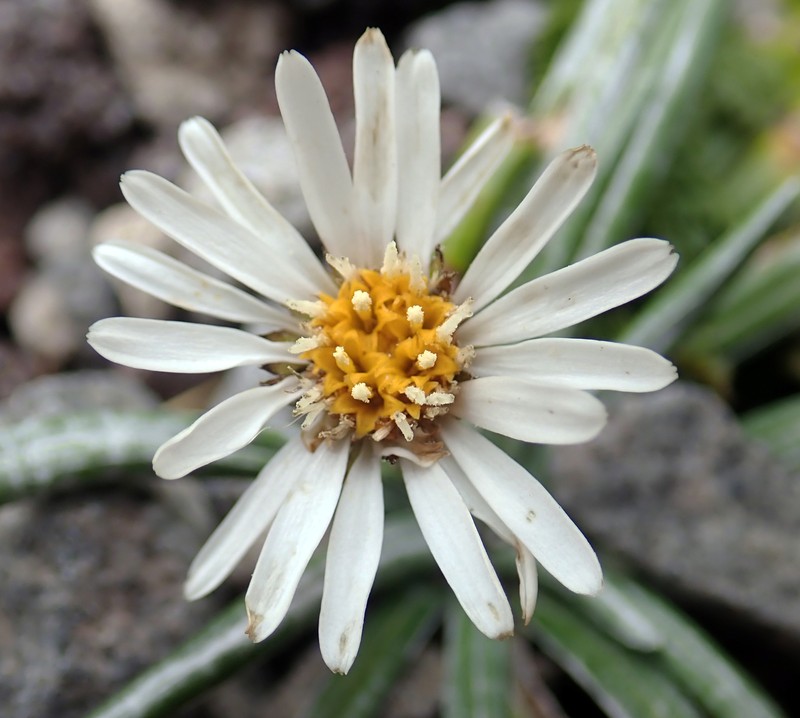Celmisia major var. major photo 2
