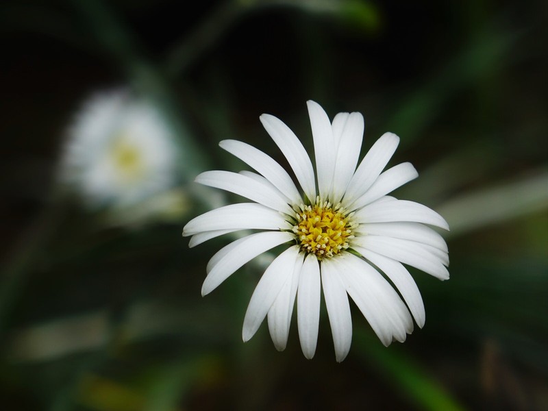 Celmisia major var. major photo 3