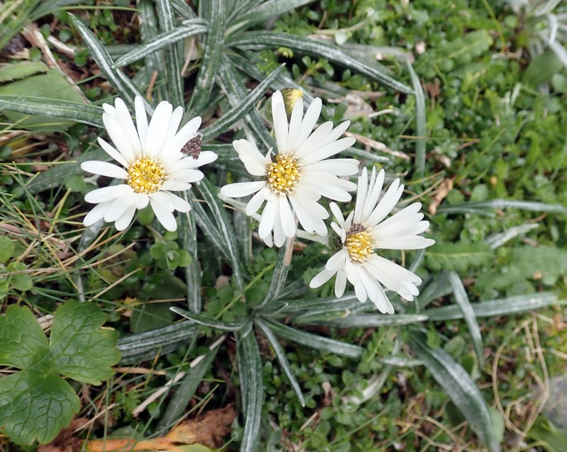 Celmisia major var. major photo 4