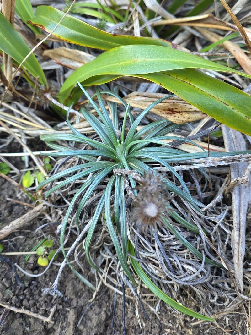 Celmisia major var. major photo 5