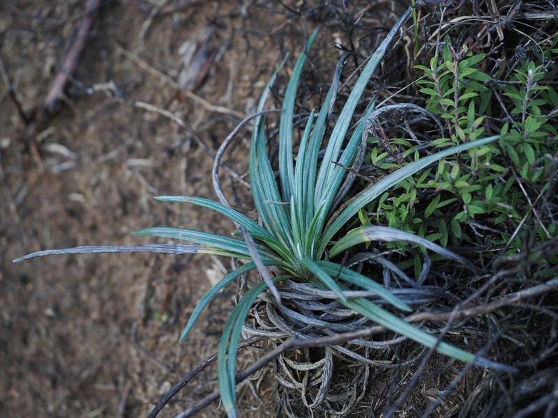Celmisia major var. major photo 6