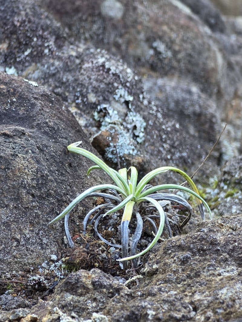 Celmisia major var. major photo 7
