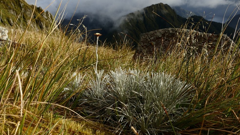 Celmisia markii