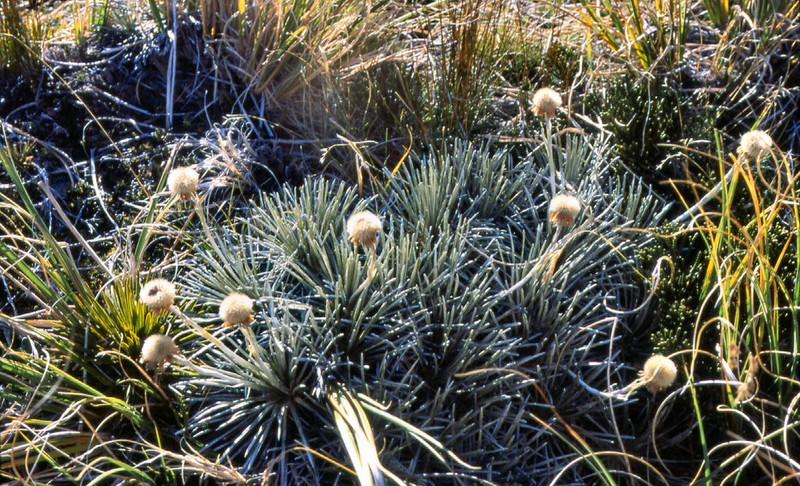 Celmisia markii photo 2