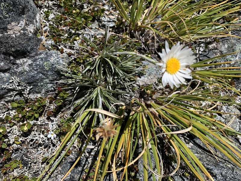 Celmisia markii photo 4