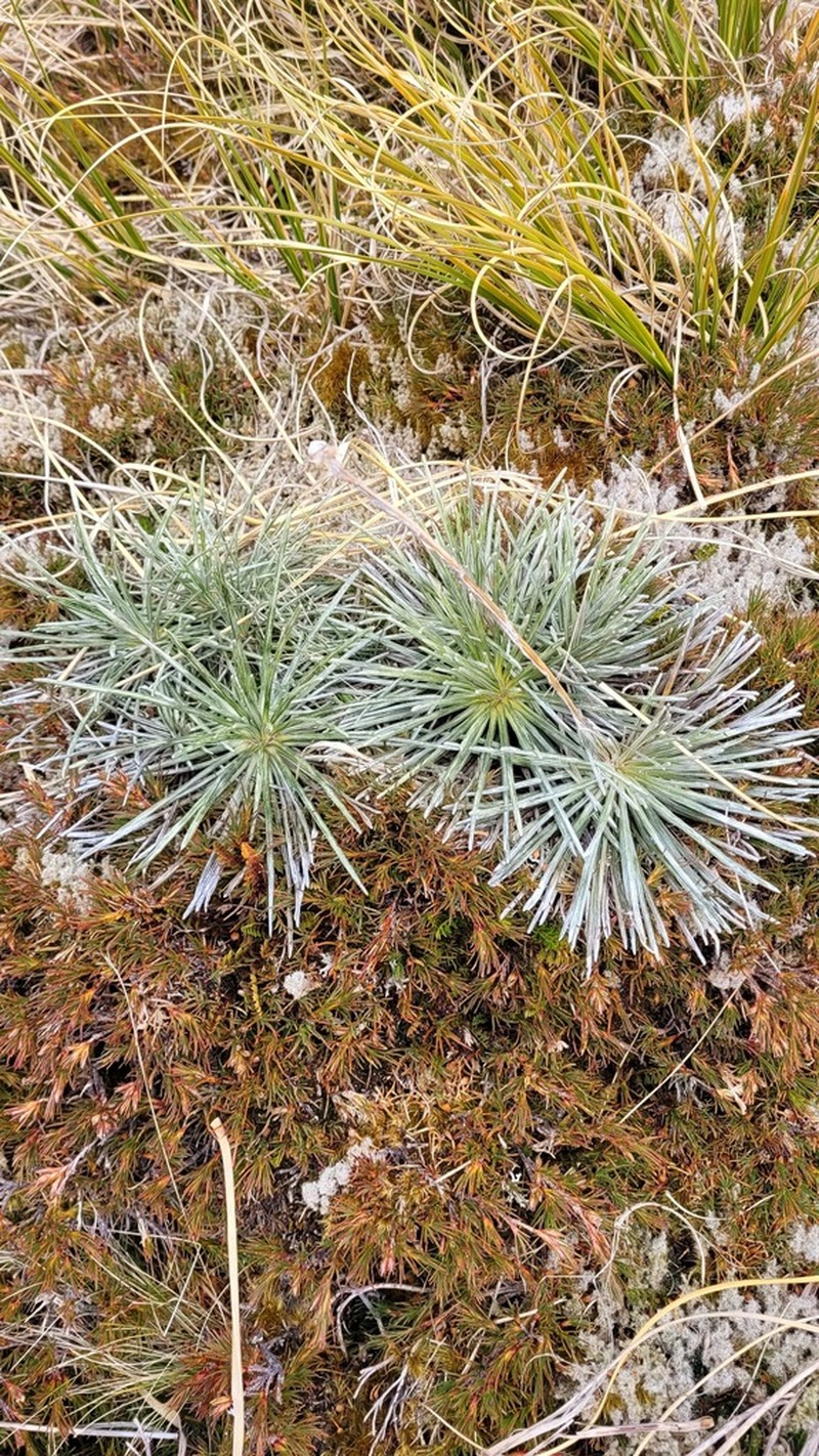 Celmisia markii photo 5