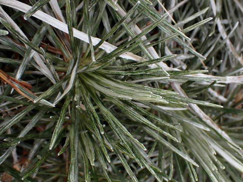 Celmisia markii photo 6