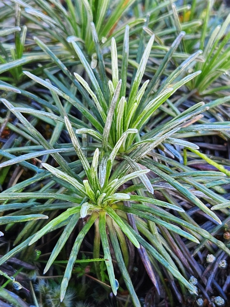 Celmisia markii photo 8