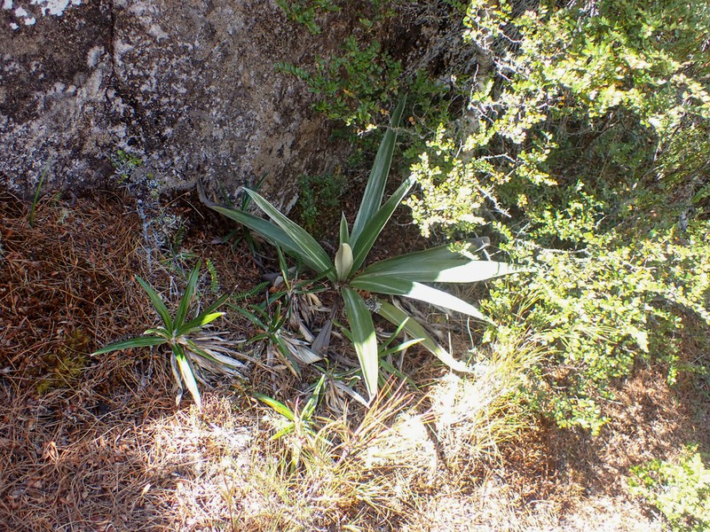 Celmisia monroi photo 2