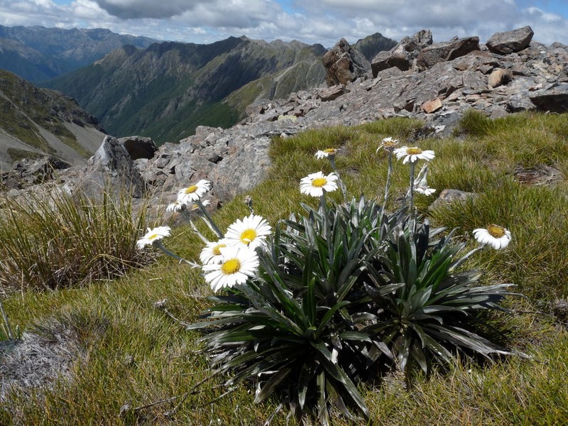 Celmisia monroi photo 3