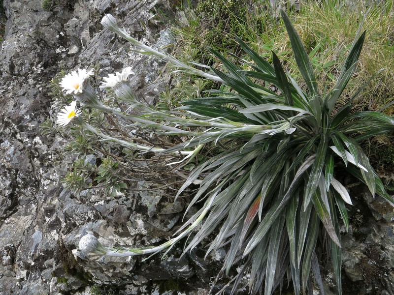 Celmisia monroi photo 4