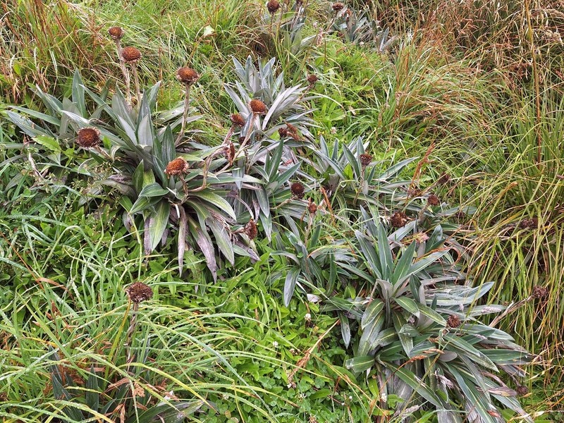 Celmisia monroi photo 5