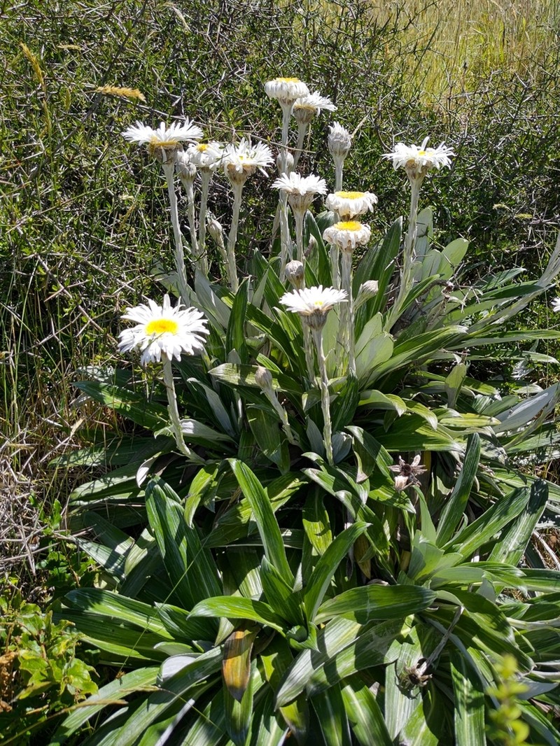 Celmisia monroi photo 6