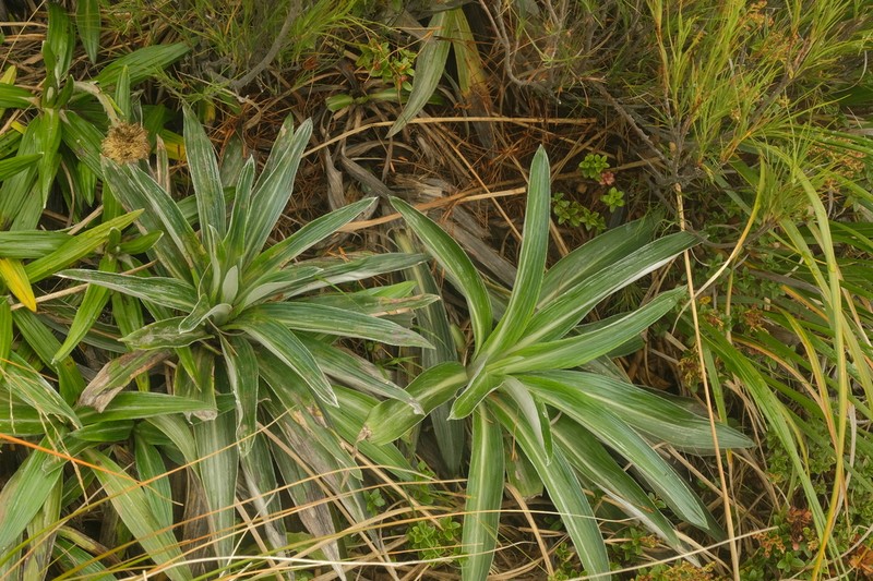 Celmisia monroi photo 7