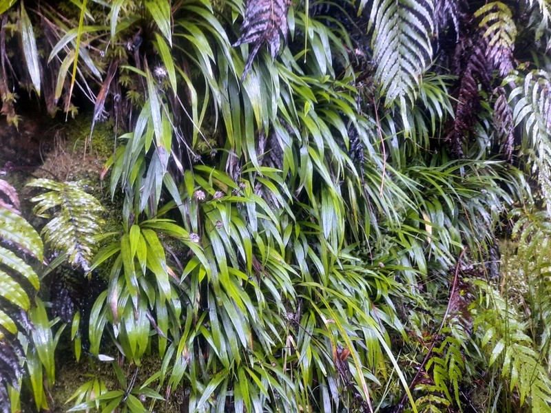 Celmisia morganii