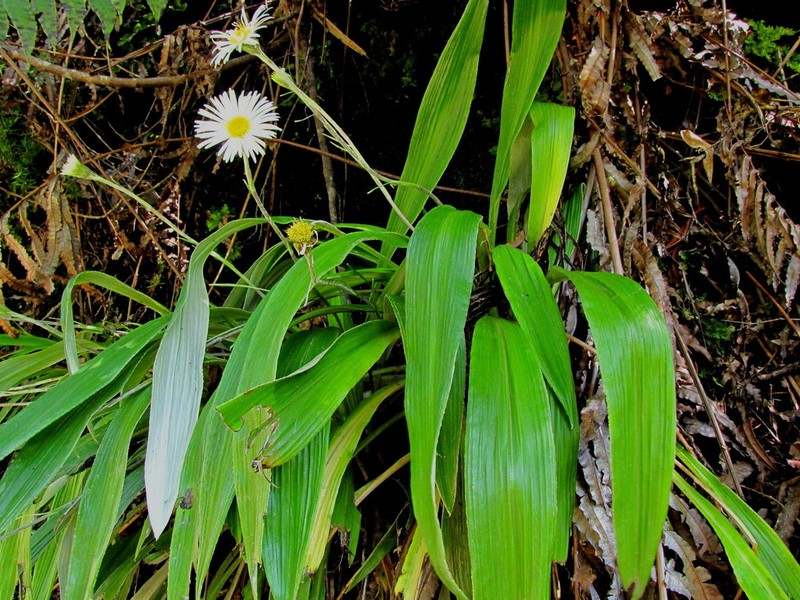 Celmisia morganii photo 2