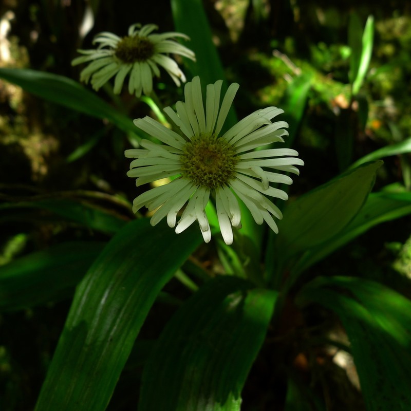 Celmisia morganii photo 3