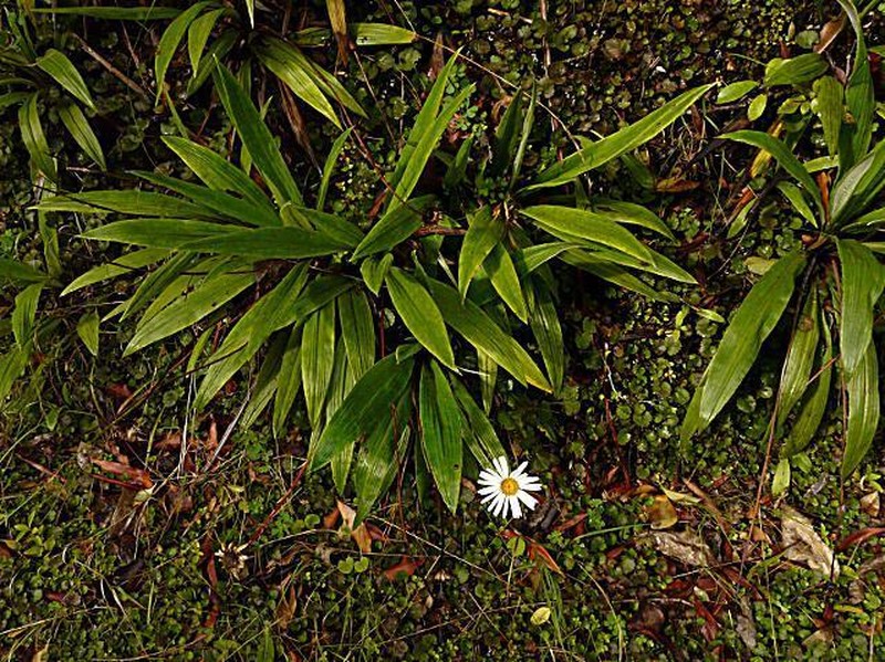 Celmisia morganii photo 4