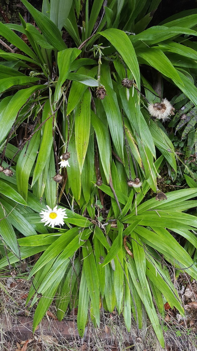 Celmisia morganii photo 5