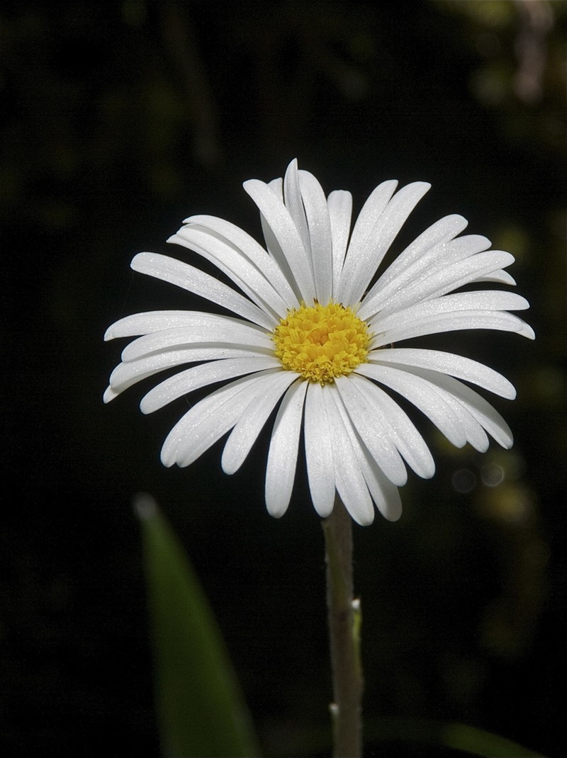 Celmisia morganii photo 6