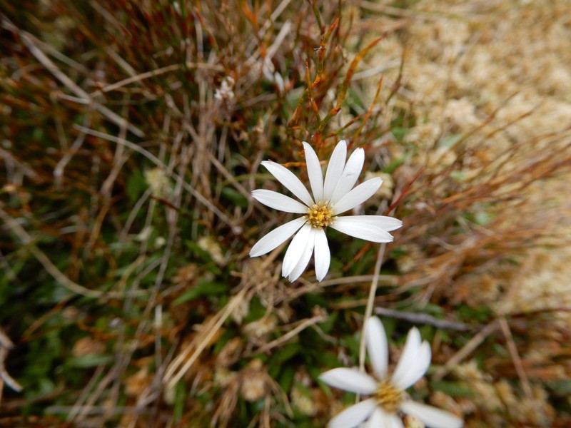 Celmisia parva