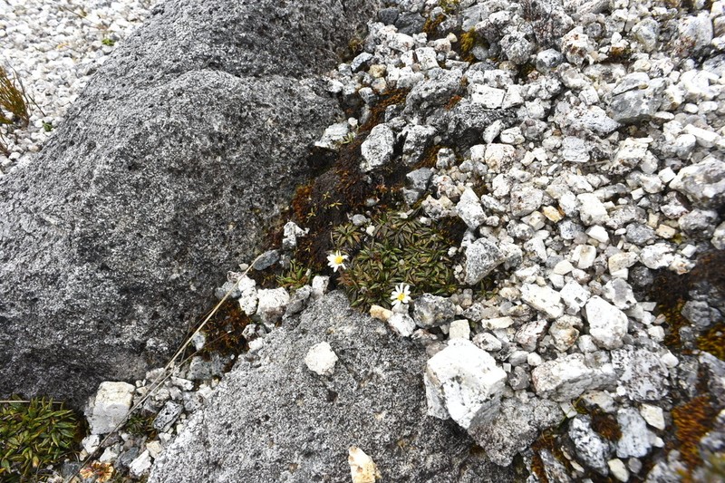 Celmisia parva photo 2