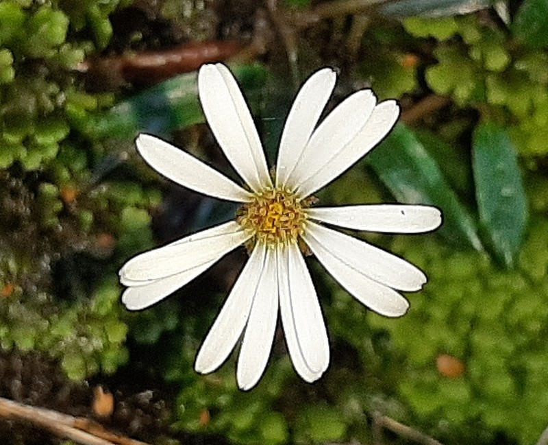 Celmisia parva photo 3
