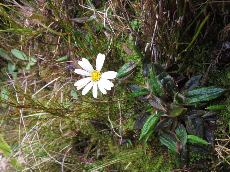 Celmisia parva photo 4