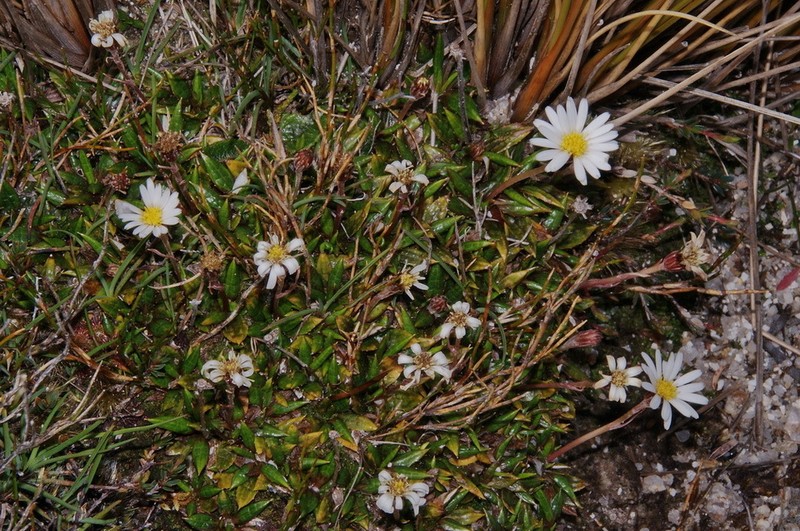 Celmisia parva photo 5