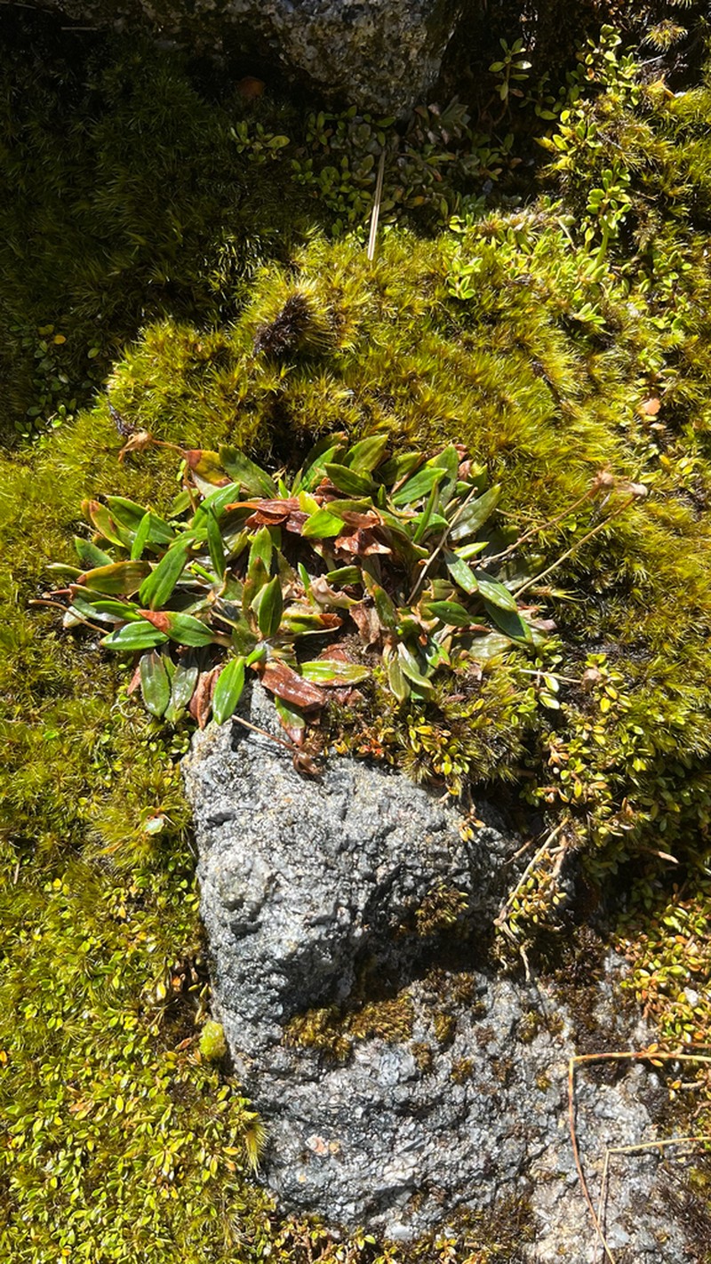 Celmisia parva photo 6
