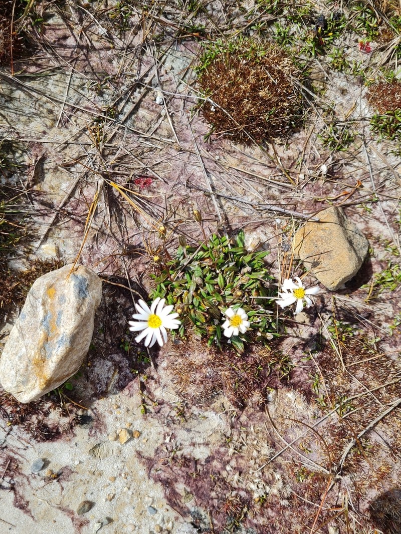 Celmisia parva photo 7